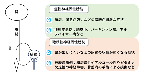 神経因性膀胱_種類