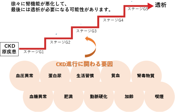 ●画像（CKD_進行）