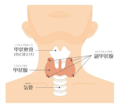 甲状腺